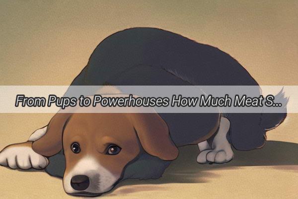 From Pups to Powerhouses How Much Meat Should a Tiny Puppy Eat